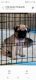 Pug Puppies for sale in Nashville, TN, USA. price: NA