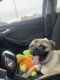 Pug Puppies for sale in Houston, TX 77008, USA. price: $2,000