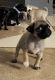 Pug Puppies for sale in Houston, TX, USA. price: NA