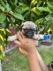 Pug Puppies for sale in Phillips Ranch, CA 91766, USA. price: NA