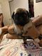 Pug Puppies for sale in Spring Valley, CA, USA. price: $400