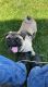 Pug Puppies for sale in South Milwaukee, WI 53172, USA. price: $5,000