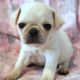Pug Puppies for sale in Abilene, KS 67410, USA. price: $3,000