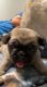 Pug Puppies for sale in Thornton, CO, USA. price: $1,500