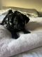 Pug Puppies for sale in Fontana, CA, USA. price: NA