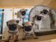 Pug Puppies for sale in Houston, TX, USA. price: $800