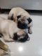 Pug Puppies for sale in Vikhroli, Mumbai, Maharashtra, India. price: 15000 INR