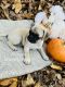 Pug Puppies for sale in Chattanooga, TN, USA. price: NA