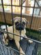 Pug Puppies for sale in Pune, Maharashtra, India. price: 15000 INR