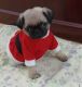 Pug Puppies for sale in San Antonio, TX 78205, USA. price: NA