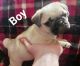 Pug Puppies for sale in Athens, TX, USA. price: NA
