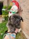 Pug Puppies for sale in Austin, TX, USA. price: NA