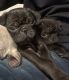 Pug Puppies for sale in Escondido, CA, USA. price: $175