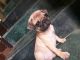 Pug Puppies for sale in Pune, Maharashtra, India. price: NA