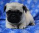 Pug Puppies for sale in Abilene, KS 67410, USA. price: $2,000