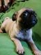 Pug Puppies for sale in Paris, TX, USA. price: NA