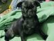 Pug Puppies for sale in Paris, TX, USA. price: NA