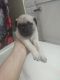 Pug Puppies for sale in San Antonio, TX, USA. price: NA