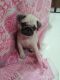 Pug Puppies for sale in Warje, Pune, Maharashtra, India. price: 12000 INR