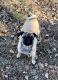Pug Puppies for sale in Clarksville, TN, USA. price: $900