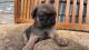 Pug Puppies for sale in Fort Worth, TX 76114, USA. price: $600