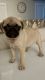 Pug Puppies for sale in Vancouver, WA 98662, USA. price: $1,500