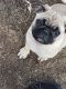 Pug Puppies for sale in Commerce City, CO, USA. price: $800
