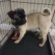 Pug Puppies for sale in Houston, TX, USA. price: $500