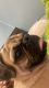 Pug Puppies for sale in Houston, TX, USA. price: $1,000