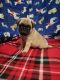 Pug Puppies for sale in Houston, TX, USA. price: $575