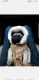 Pug Puppies for sale in Pittsburg, TX 75686, USA. price: NA