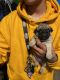 Pug Puppies for sale in Thornton, CO, USA. price: $400