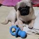 Pug Puppies for sale in St. Petersburg, FL, USA. price: NA