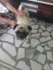 Pug Puppies for sale in Bhotna, Punjab 148100, India. price: 8,000 INR