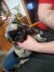 Pug Puppies for sale in Pomeroy, WA 99347, USA. price: $600