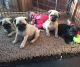 Pug Puppies for sale in Nashville, TN 37211, USA. price: $600