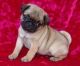 Pug Puppies for sale in Dallas, TX, USA. price: $400