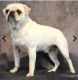Pug Puppies for sale in Abilene, KS 67410, USA. price: $2,500