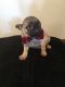 Pug Puppies for sale in Sunnyside, WA, USA. price: $800