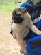 Pug Puppies for sale in Sparta, WI 54656, USA. price: $1,150