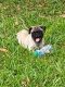 Pug Puppies for sale in Pinellas Park, FL 33781, USA. price: $900