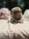 Pug Puppies for sale in Brewster, NY 10509, USA. price: NA