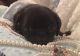 Pug Puppies for sale in Brewster, NY 10509, USA. price: NA