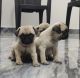 Pug Puppies for sale in Ernakulam, Kerala, India. price: 15,000 INR