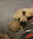 Pug Puppies for sale in San Diego, CA 92111, USA. price: $640