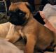 Pug Puppies for sale in Vancouver, WA, USA. price: $1,000