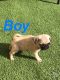 Pug Puppies for sale in New York, NY, USA. price: $300