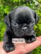 Pug Puppies for sale in Olin, NC 28660, USA. price: $1,400