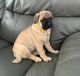 Pug Puppies for sale in Dundee, NY 14837, USA. price: $775