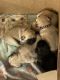 Pug Puppies for sale in Morganton, NC 28655, USA. price: $1,000